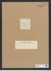 Diatomeae indet. Zeichnungen Sammlung Grunow Nr. 8477 (NHMW-BOT-W0377934)